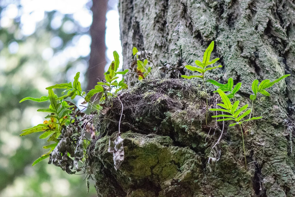 Polypodium Scouleri