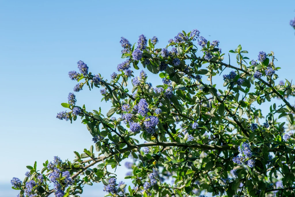Ceanothus Oliganthus