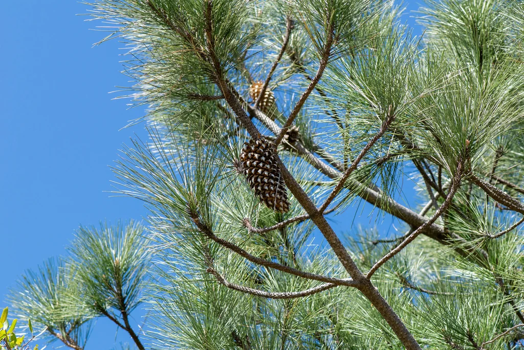 Pinus Coulteri