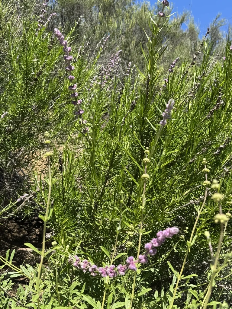 Trichostema Lanatum