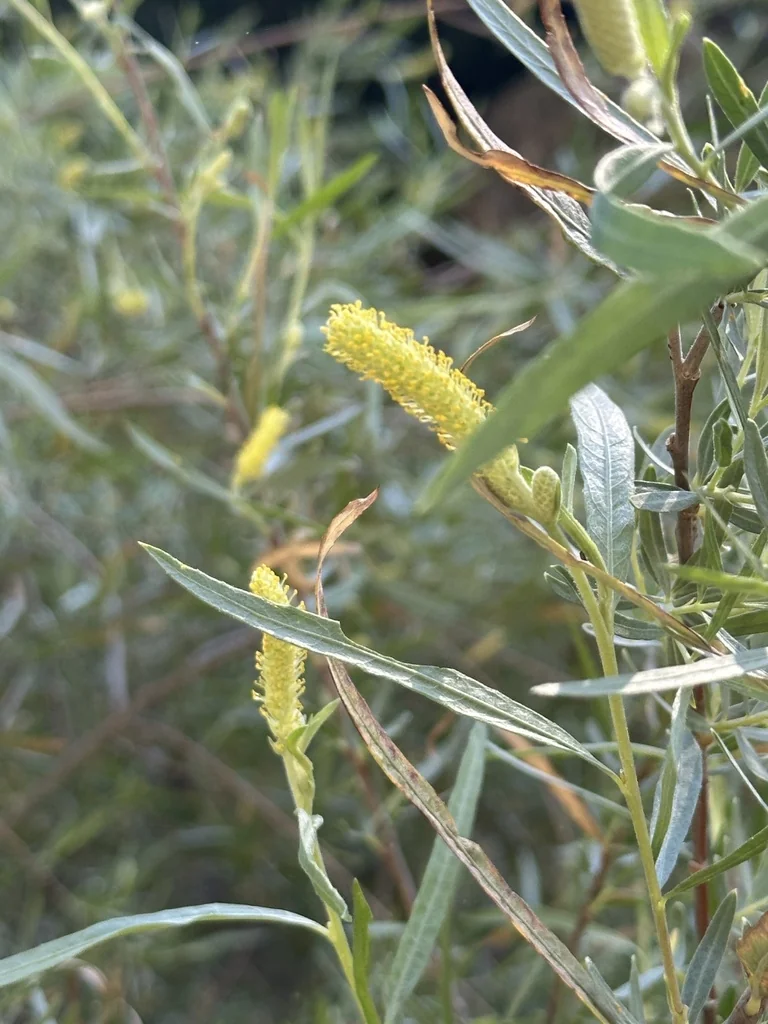 Salix Exigua