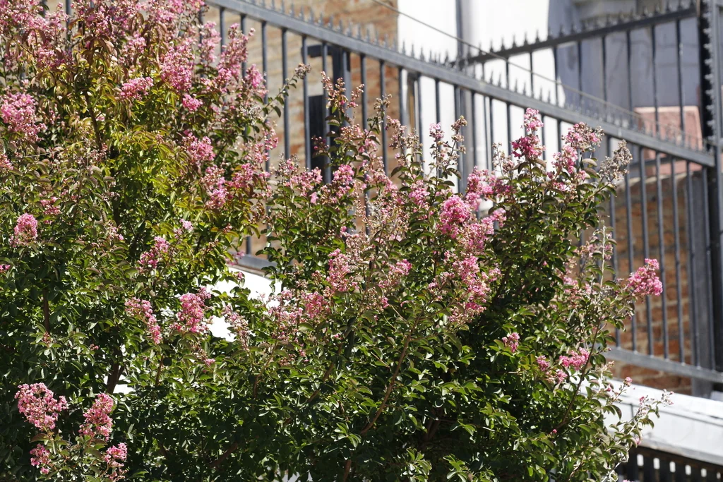 Lagerstroemia indica