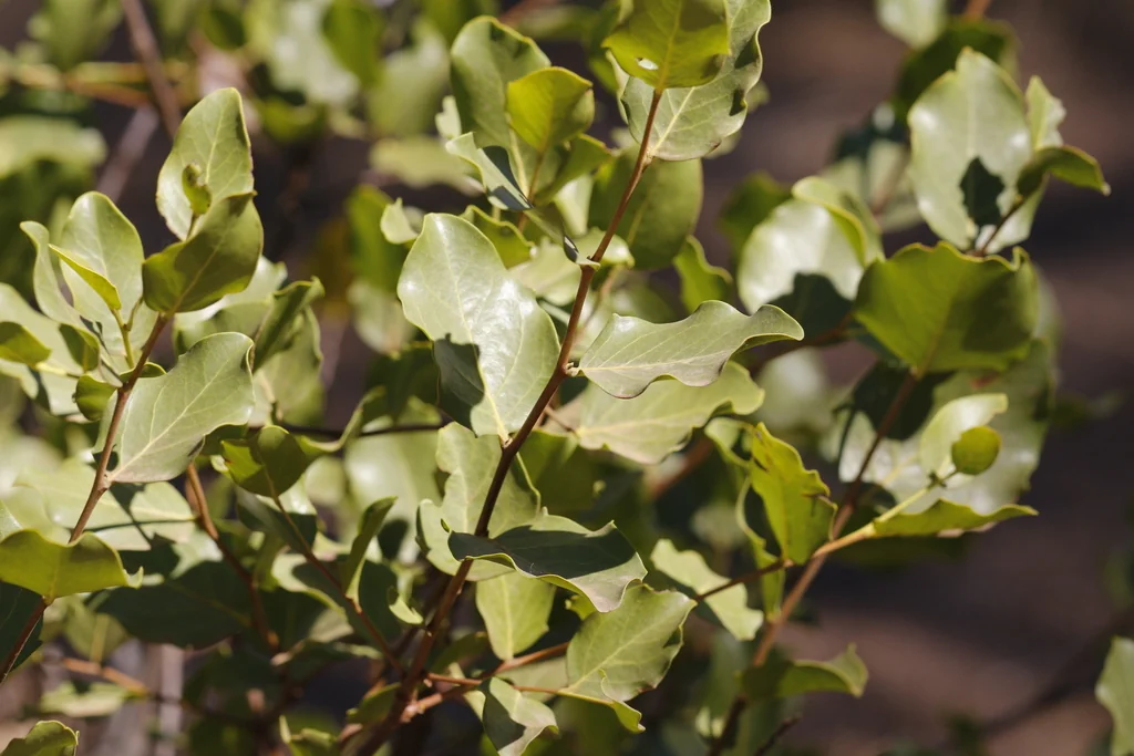 Quillaja Saponaria