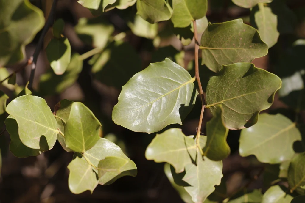 Quillaja Saponaria