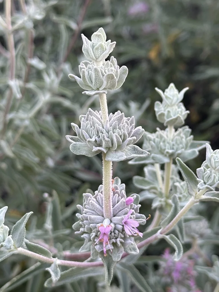 Salvia Leucophylla