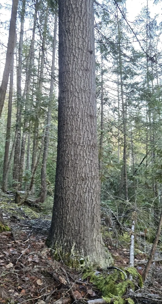 Pinus Monticola