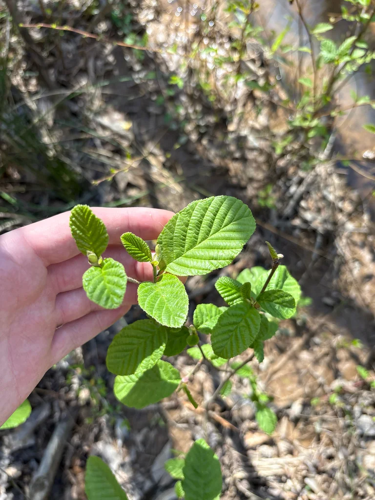 Alnus Serrulata