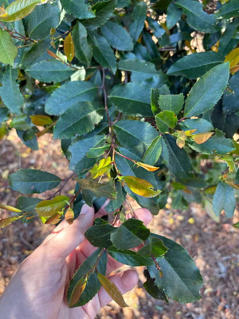 Prunus Caroliniana
