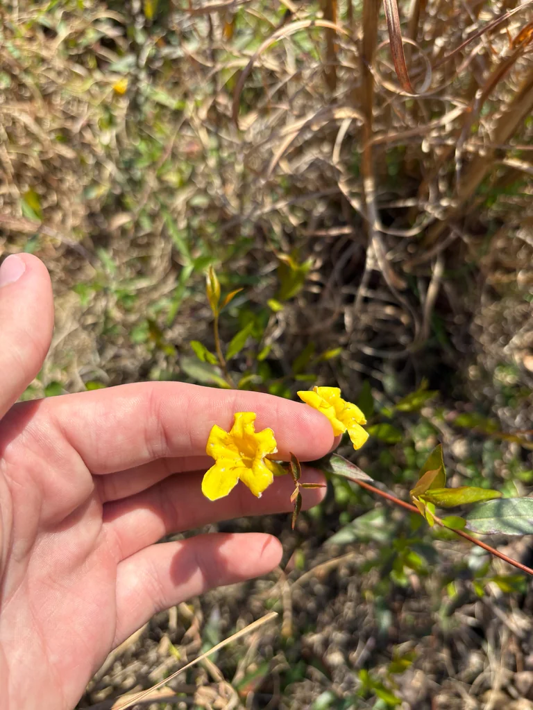 Gelsemium Sempervirens