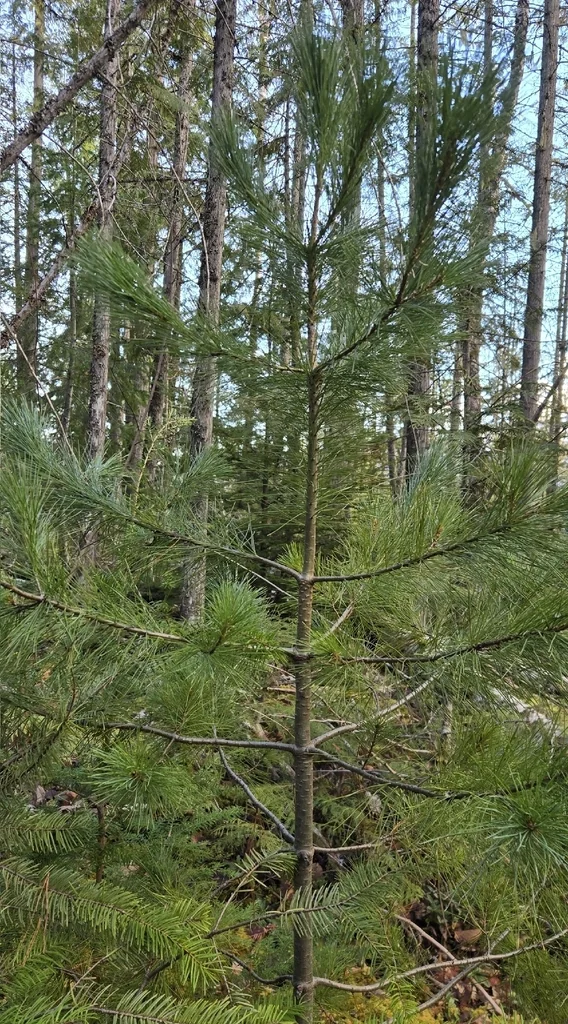 Pinus Monticola