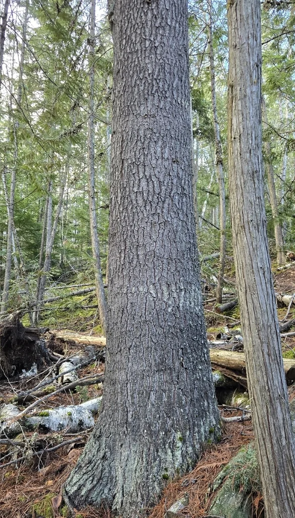 Pinus Monticola