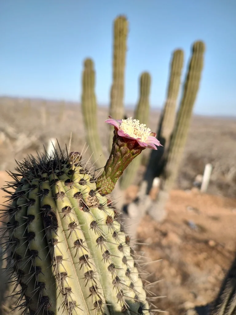 Stenocereus Thurberi