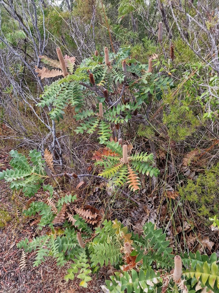 Banksia Grandis
