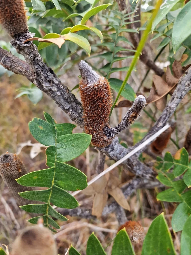 Banksia Grandis
