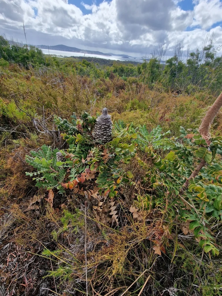Banksia Grandis