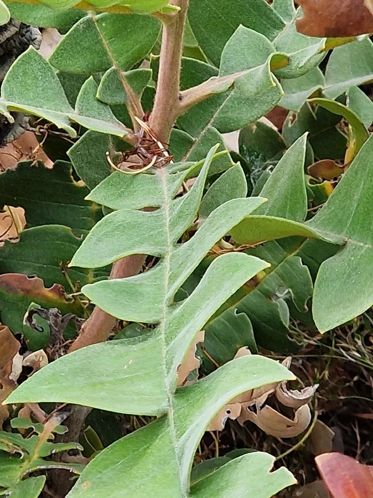 Banksia Grandis
