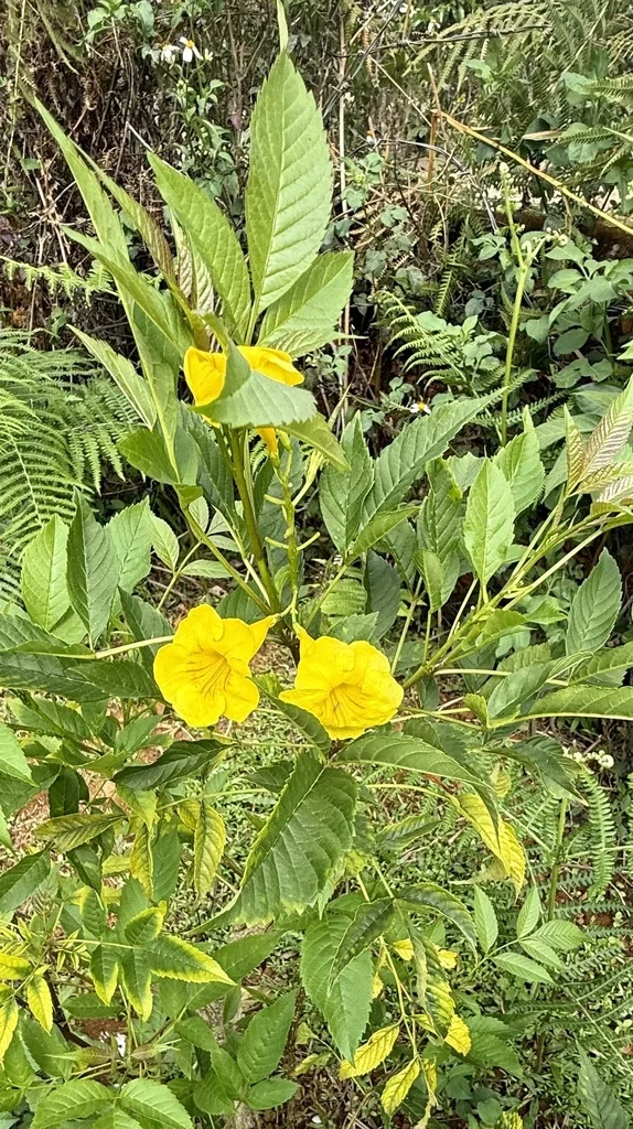 Tecoma Stans