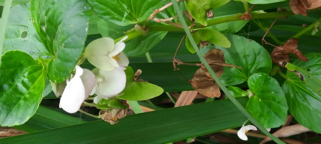 Begonia semperflorens