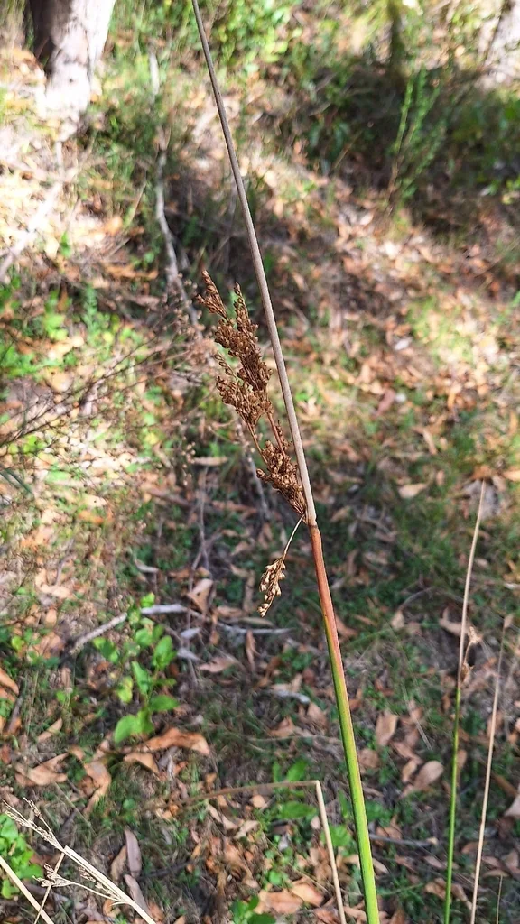 Juncus Pallidus