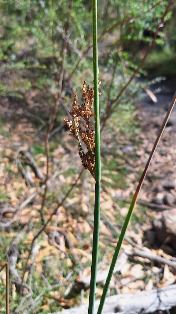 Juncus Pallidus