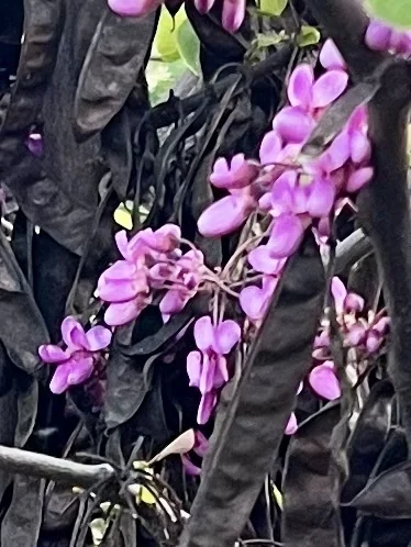 Cercis Occidentalis