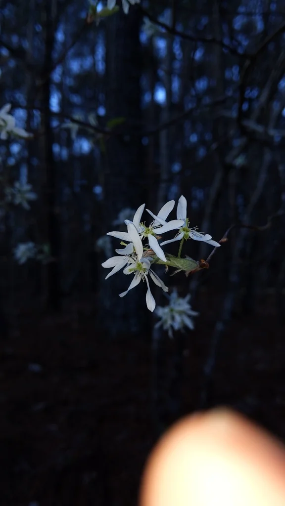 Amelanchier Arborea