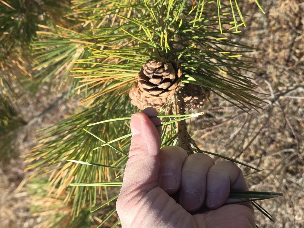 Pinus Thunbergii