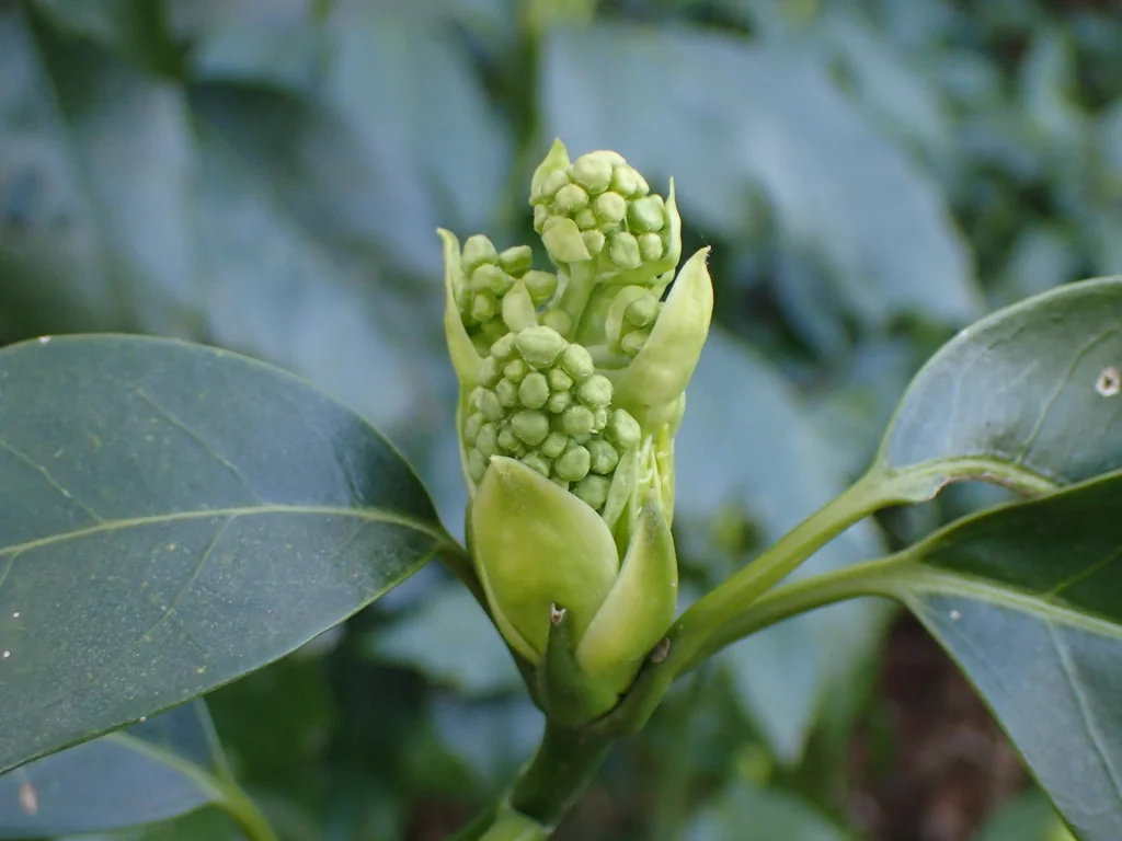 Aucuba Japonica