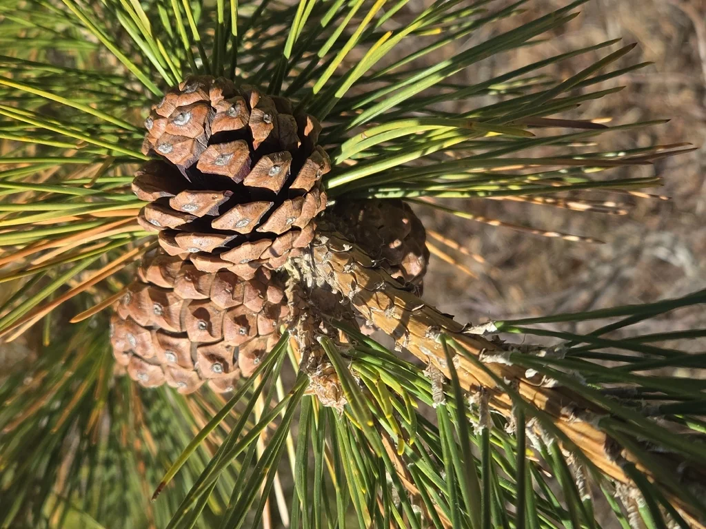 Pinus Thunbergii