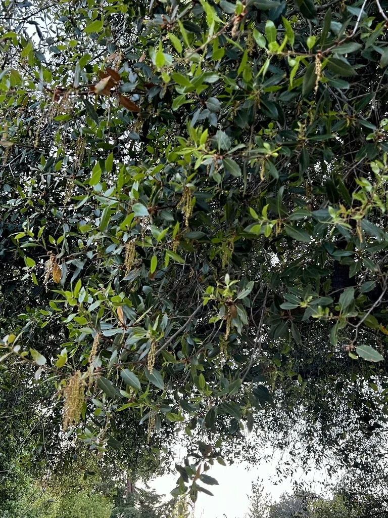 Quercus Wislizenii