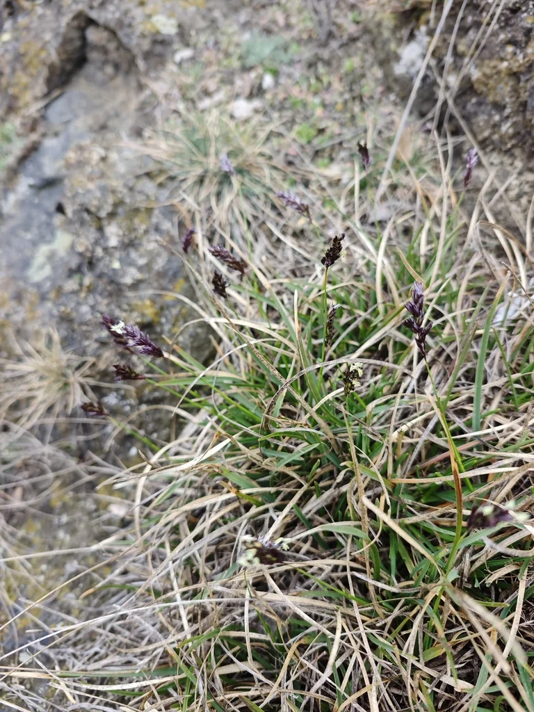 Sesleria Caerulea