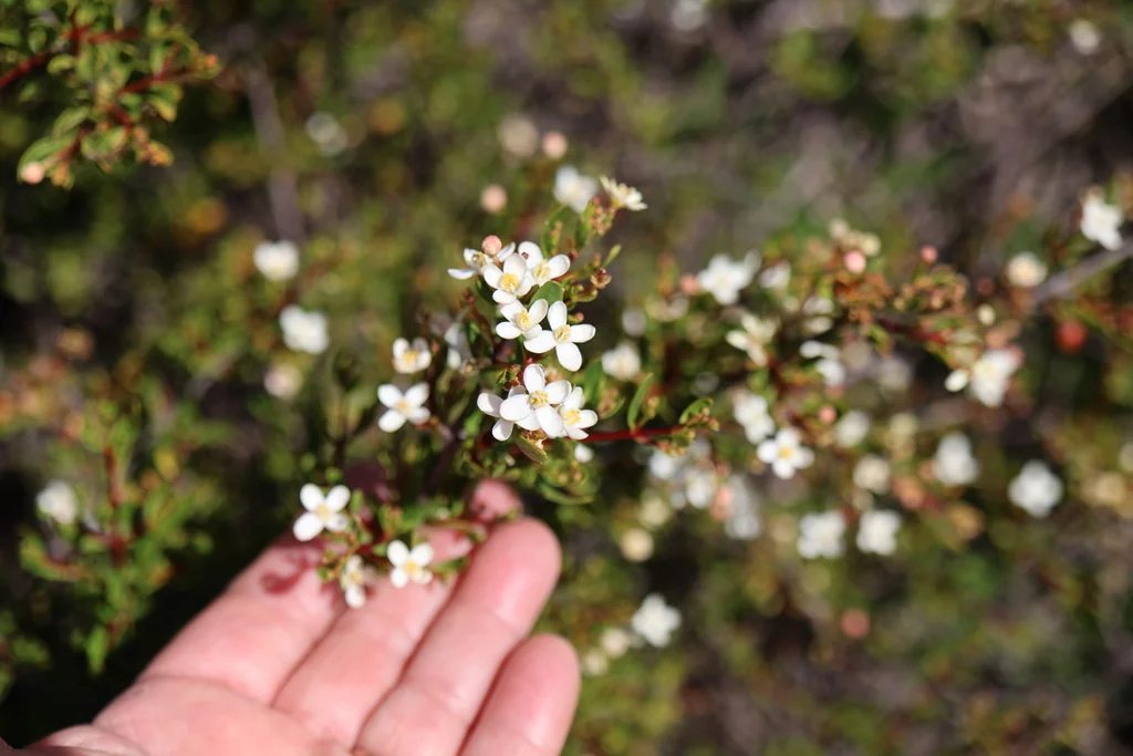 Cneoridium Dumosum
