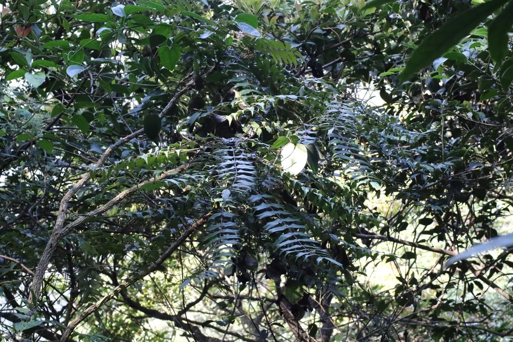 Mahonia Lomariifolia