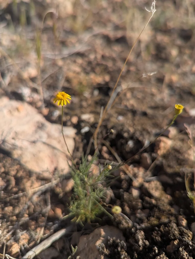 Thymophylla Pentachaeta