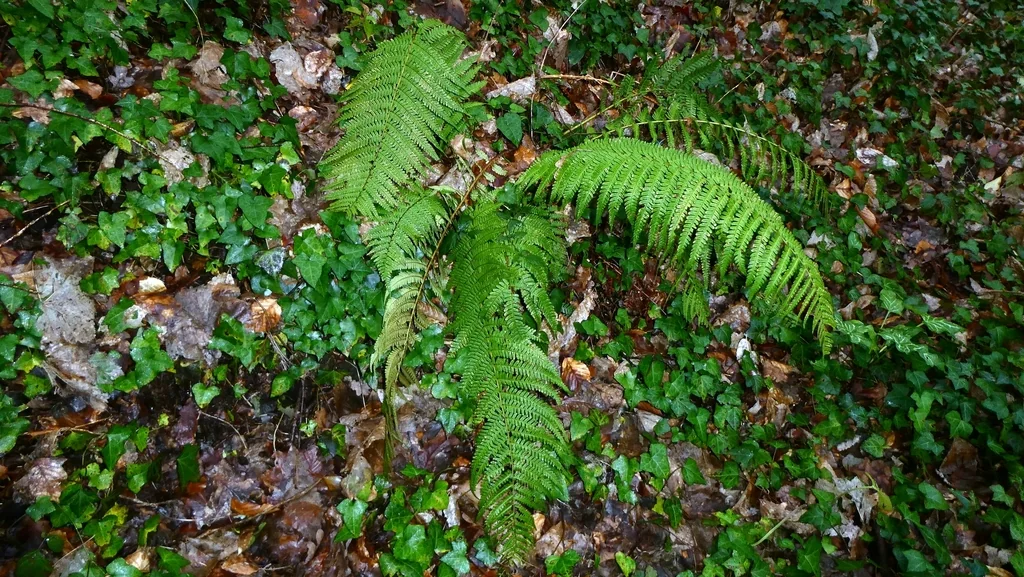 Dryopteris Affinis
