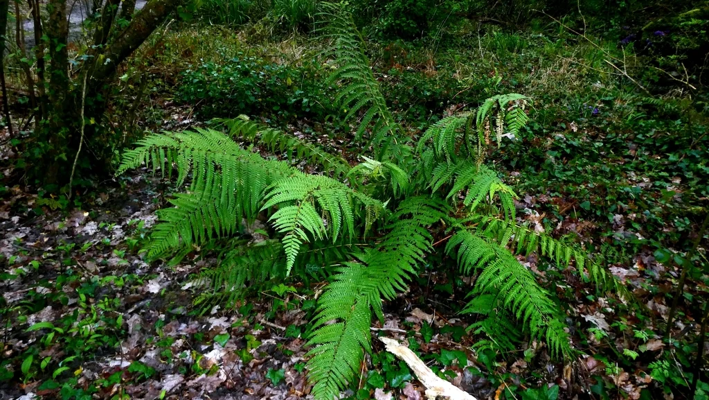 Dryopteris Affinis