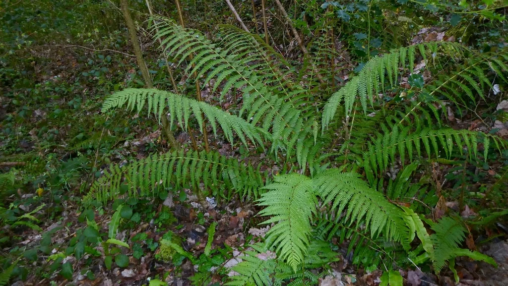 Dryopteris Affinis