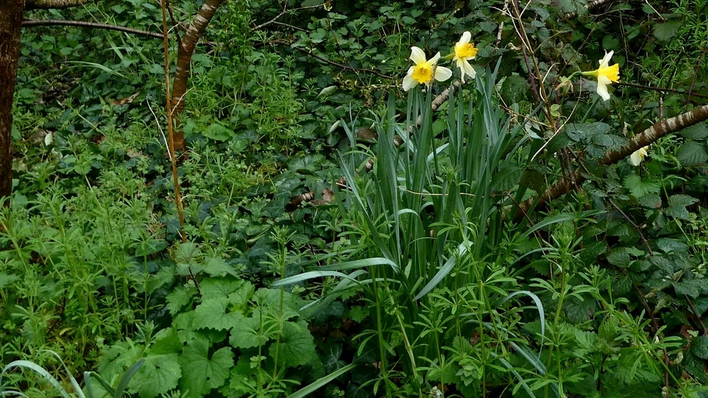 Narcissus Pseudonarcissus