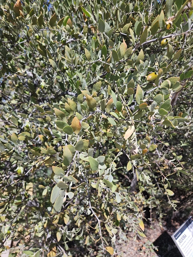 Simmondsia Chinensis