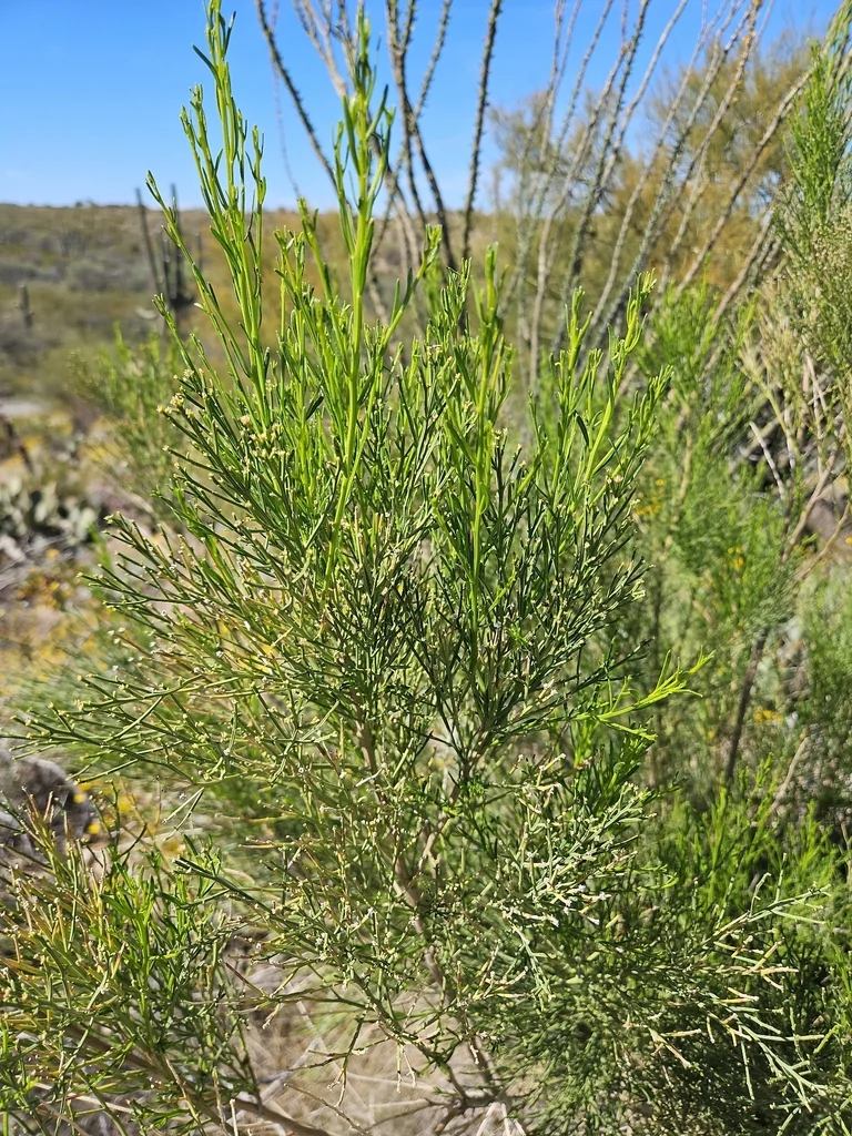 Baccharis Sarothroides