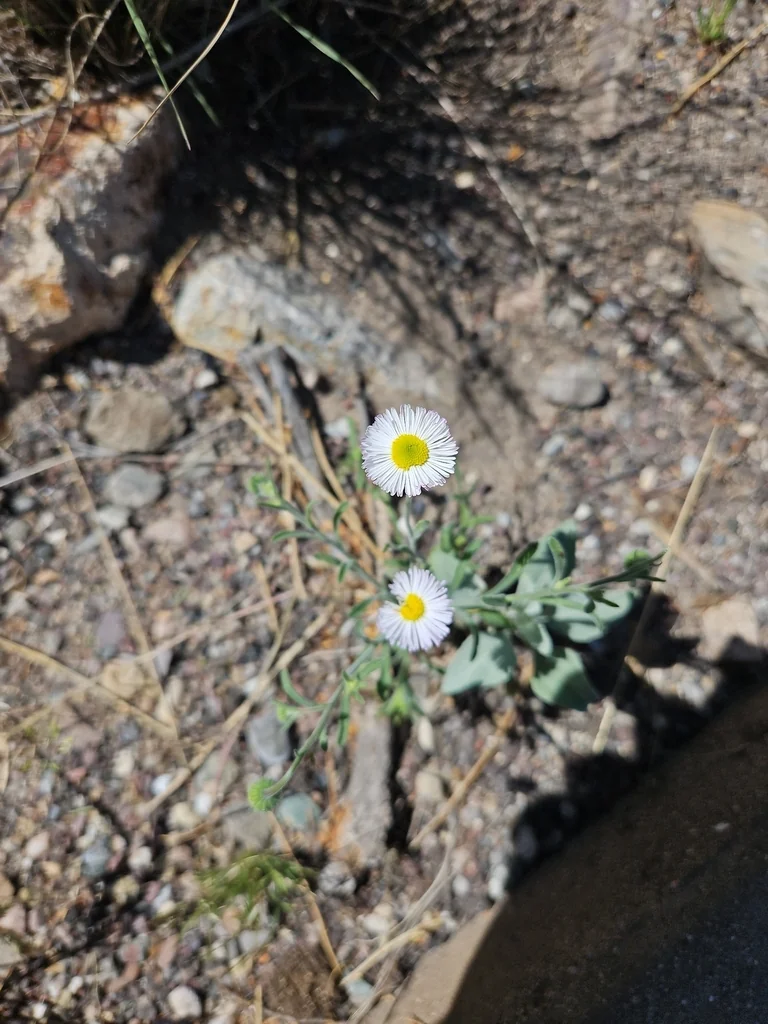 Erigeron Divergens