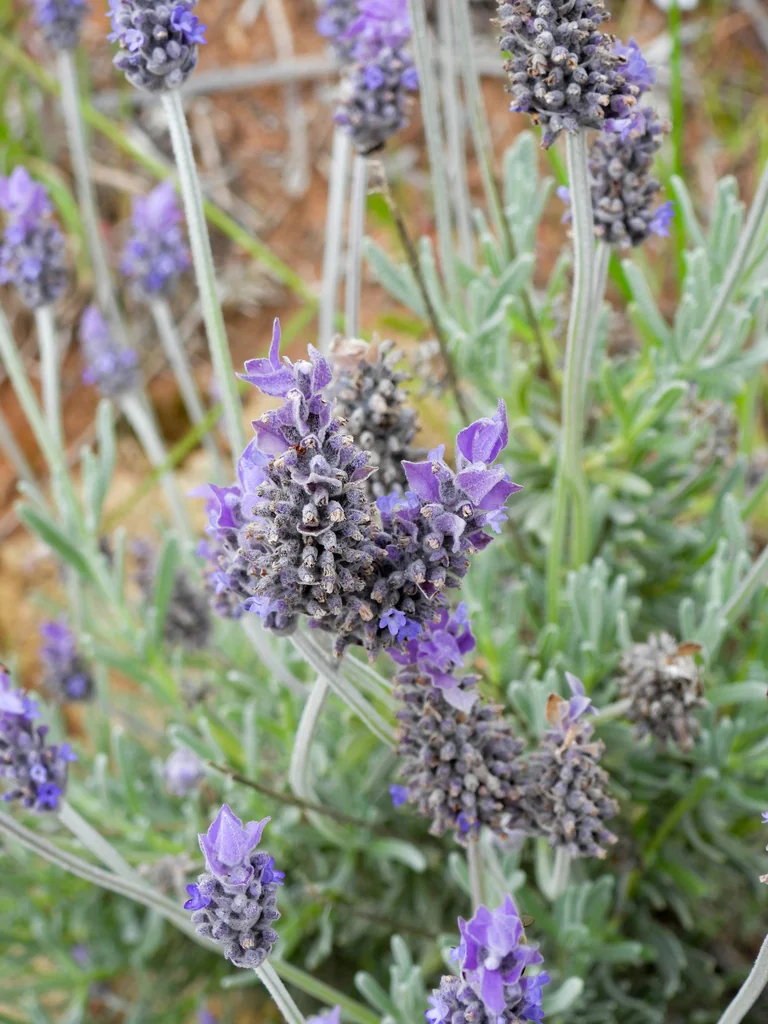 Lavandula Dentata