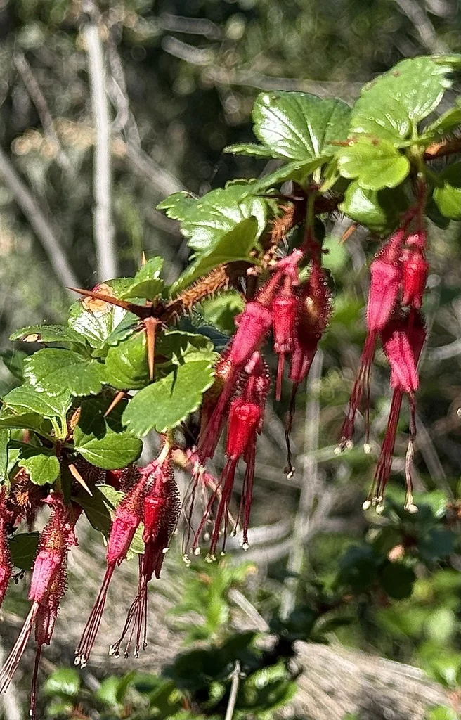 Ribes Speciosum