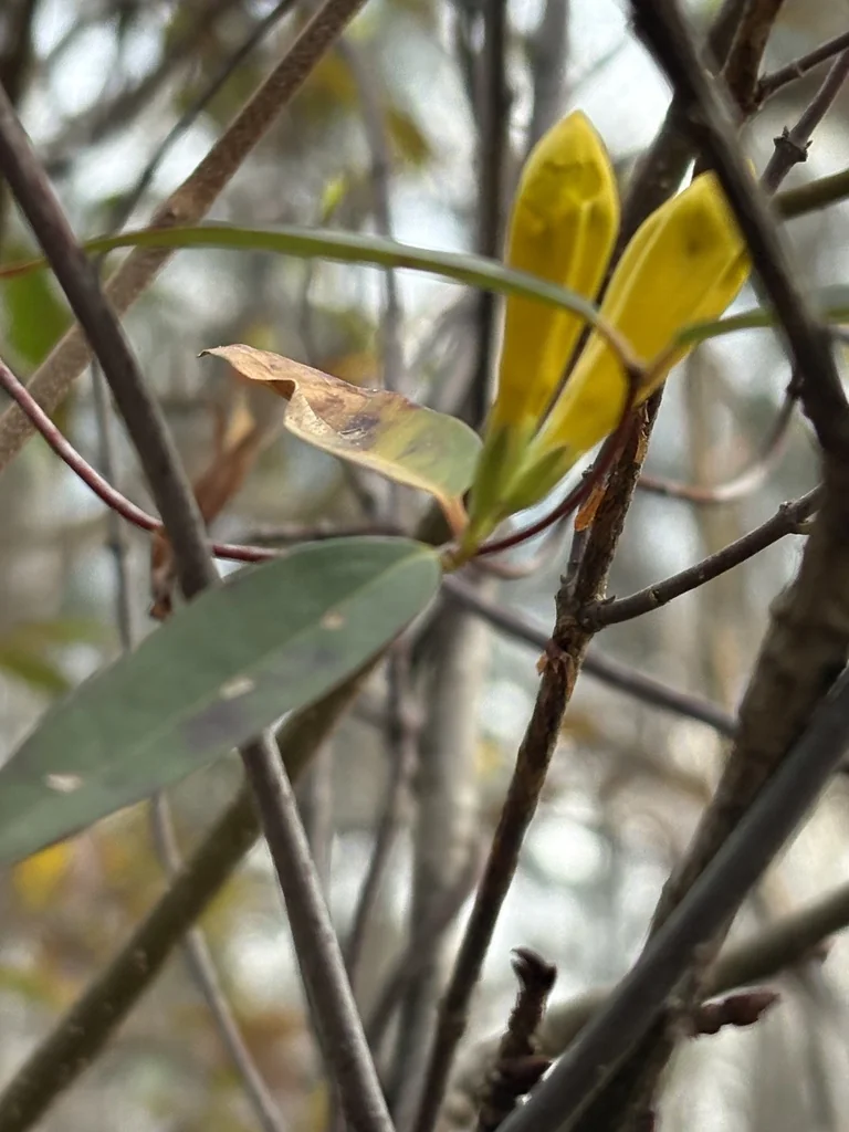 Gelsemium Sempervirens