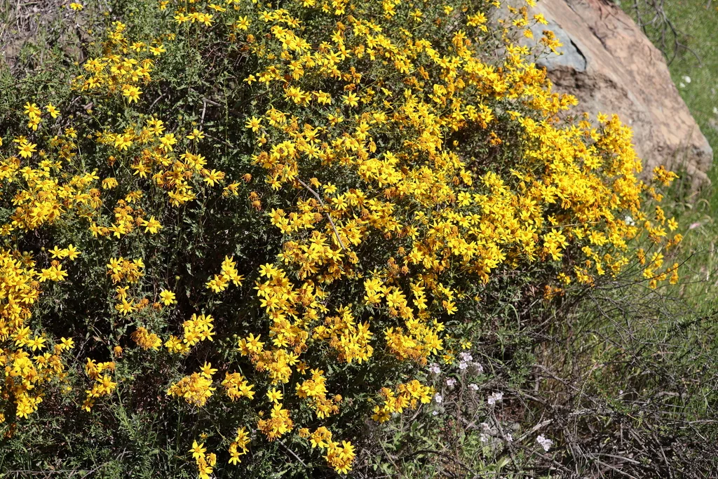 Bahiopsis Laciniata