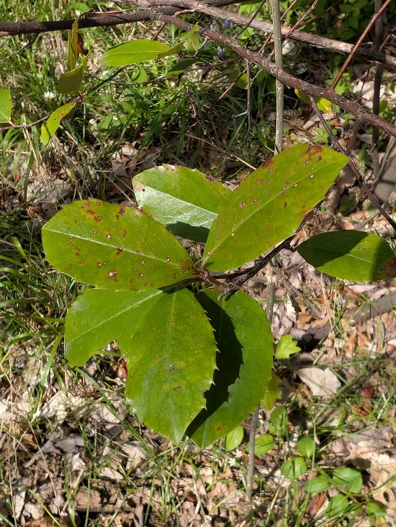 Prunus Caroliniana