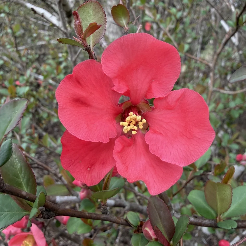 Chaenomeles speciosa