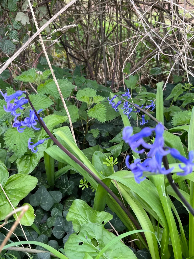 Hyacinthus Orientalis