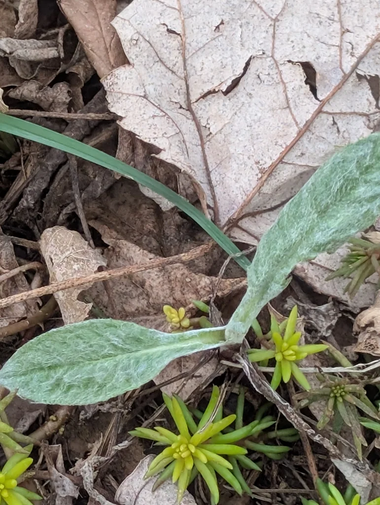 Stachys Byzantina