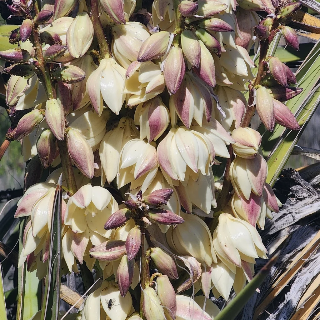 Yucca Schidigera
